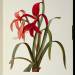 Amaryllis Formosissima, 1808, from `Les Liliacees'